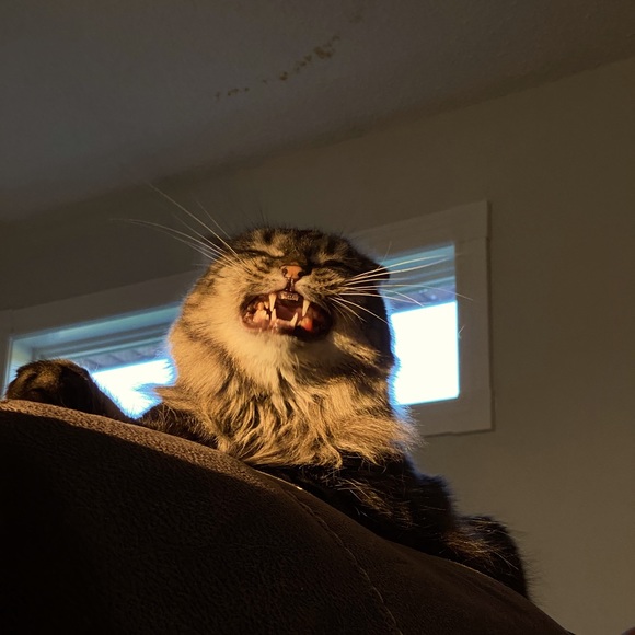 Meet your Posher, Mikyla - Picture 1 of 1